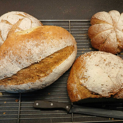 ALL-IN MIX VOOR POMPOENPITBROOD GOLD 2 KG